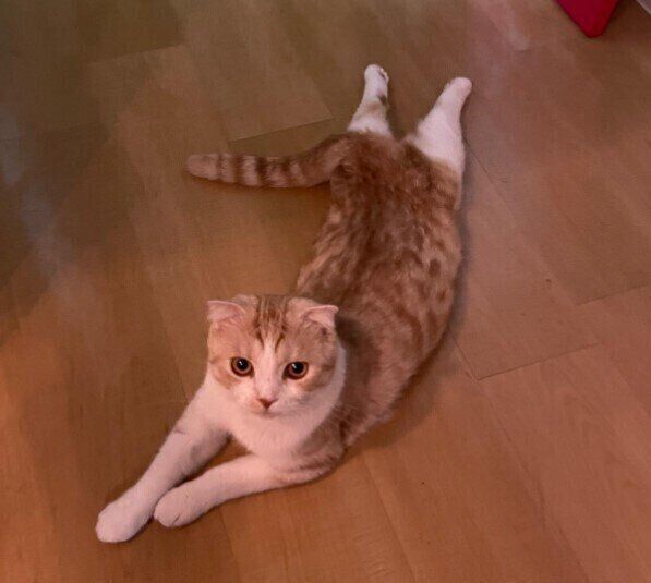 スコティッシュフォールドのめるくん