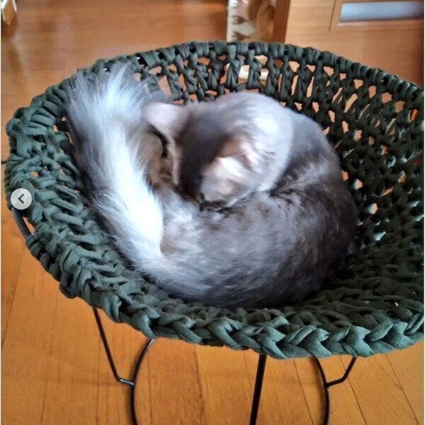 かぎ針編みのハンモックでくつろぐレムちゃん