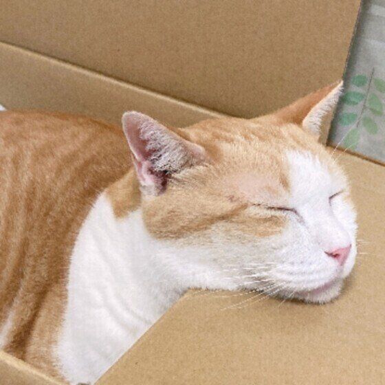 あごのせする茶白猫