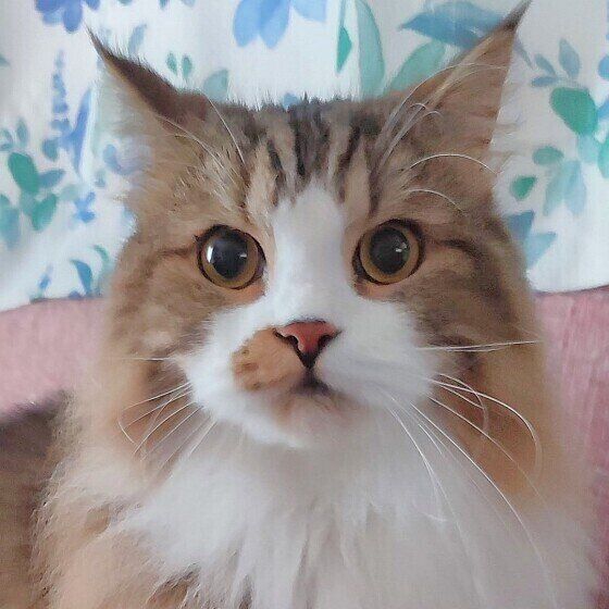 丸い目を見開いてやや斜め右前方を見つめる茶色系のスコティッシュフォールド・ロングヘア