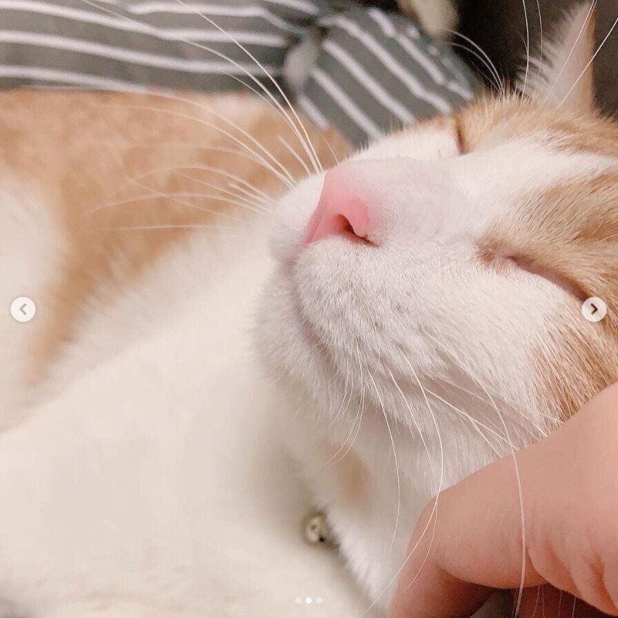 手作り猫ベッドで眠るソラくん