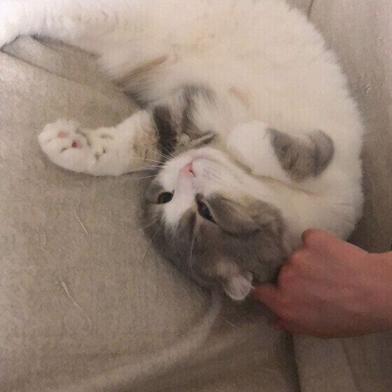 なでられるくうちゃん（スコティッシュフォールド）