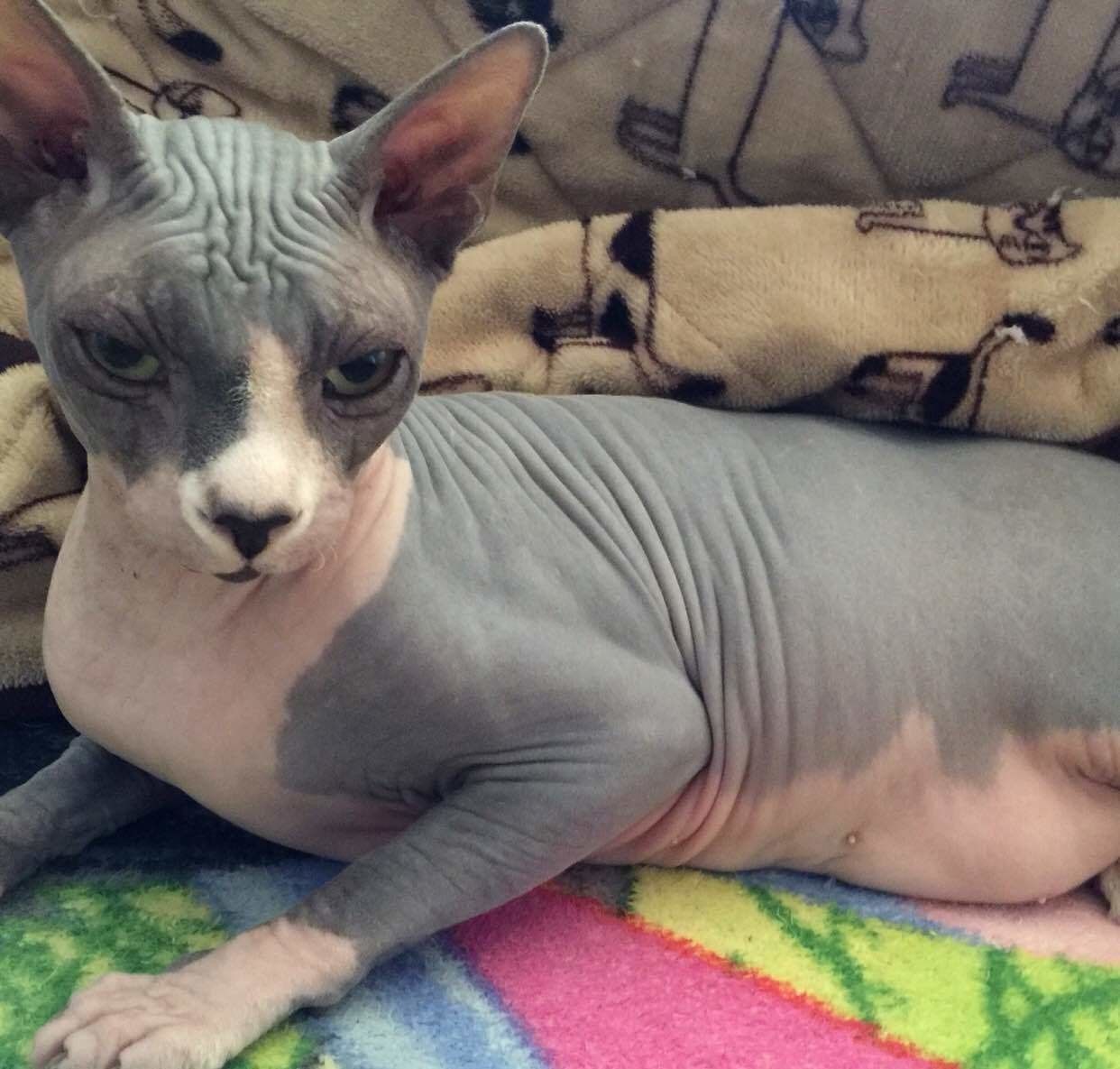 スフィンクスの特徴と飼い方 可愛い画像いっぱい ねこのきもち 猫図鑑 ねこのきもちweb Magazine