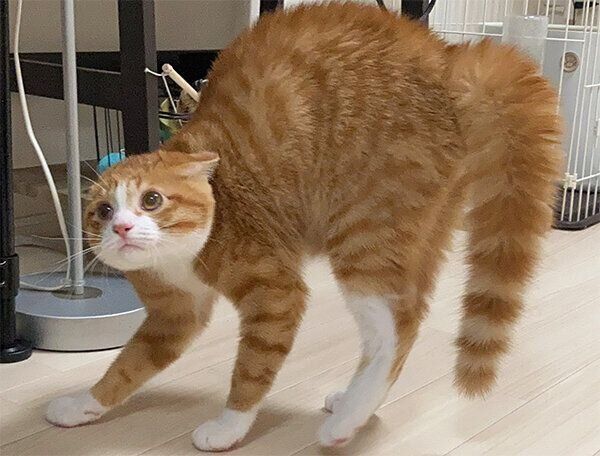 警戒する様子のいなりくん