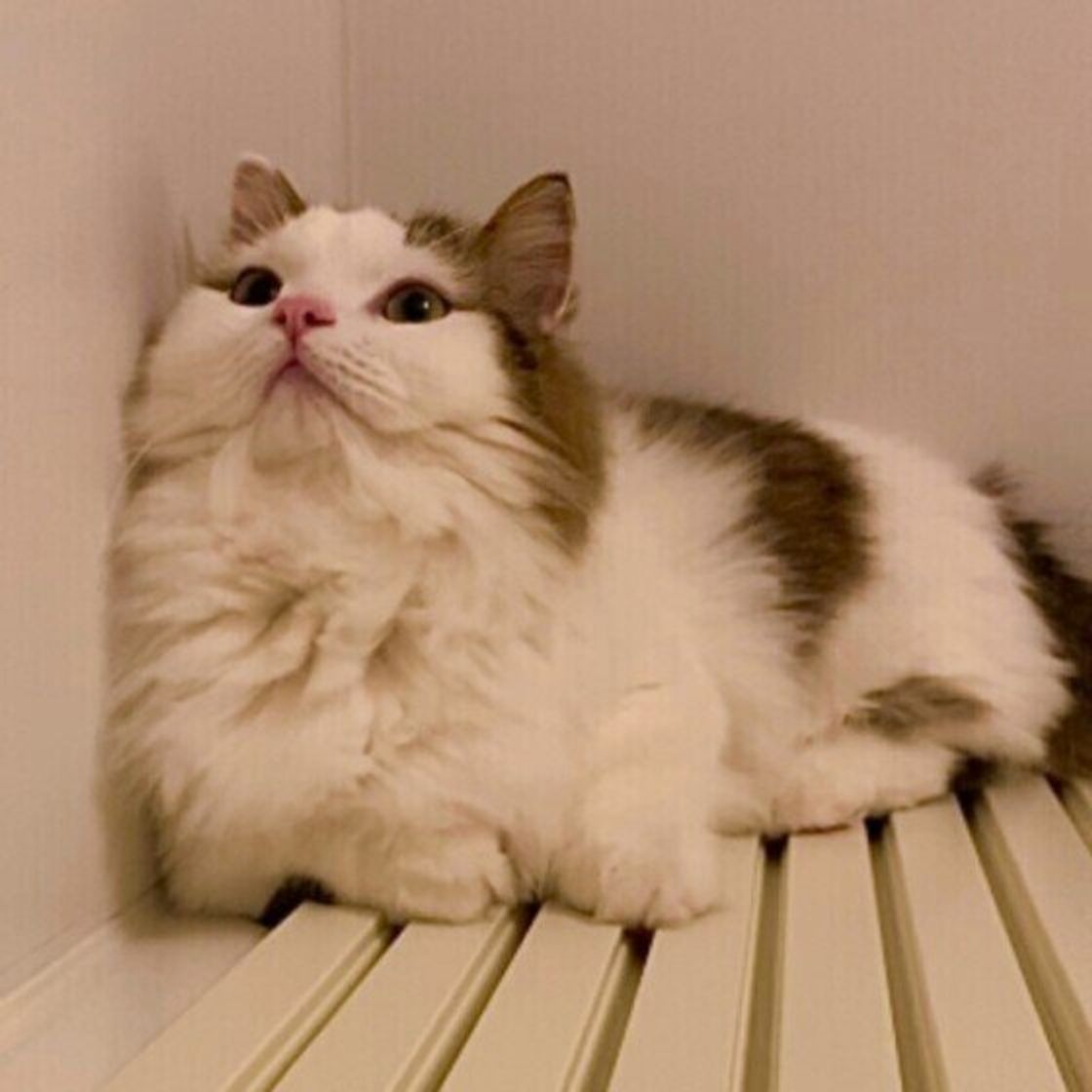 鼻ぺちゃで短い足がかわいい ミヌエットのルーツと特徴 ねこのきもちweb Magazine 鼻ぺちゃで短い足がかわいい ミヌエットのルーツと特徴 ねこのきもちweb Magazine