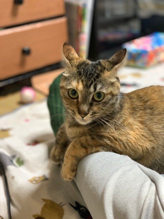 ゆめまるちゃんのイカ耳