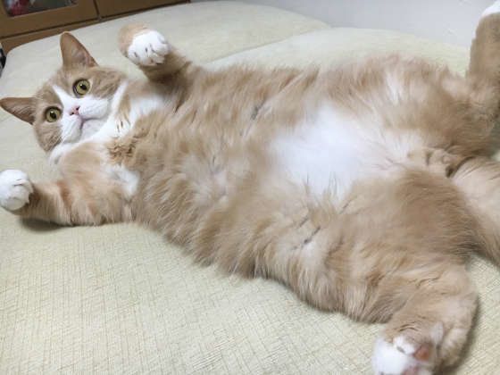 見つめるスコティッシュフォールド