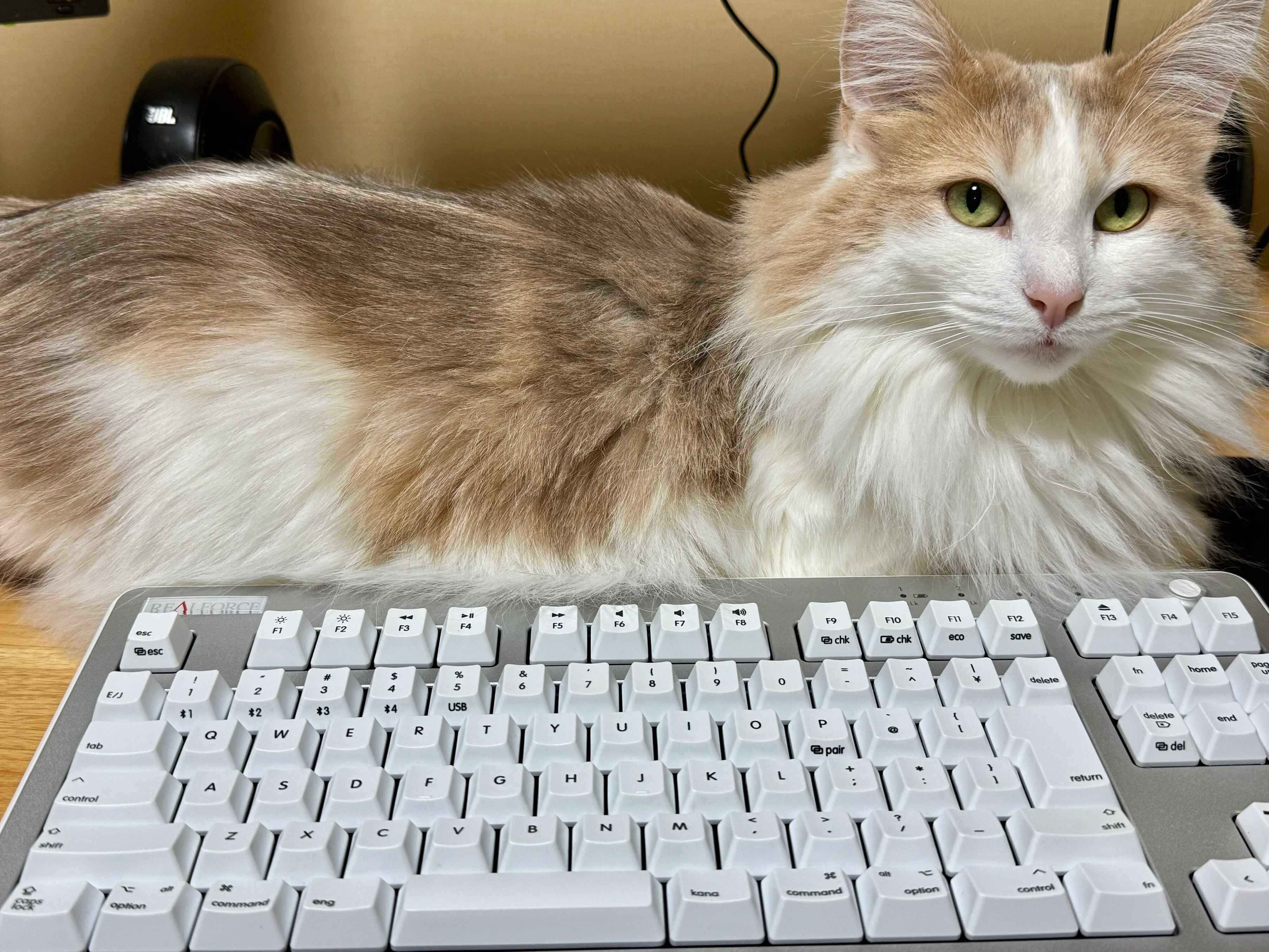 仕事中の飼い主さんを監視するエドくん