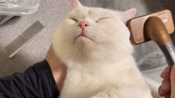 ブラッシングしてもらうしらたまくん