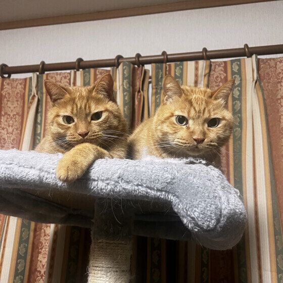 茶トラのココちゃん