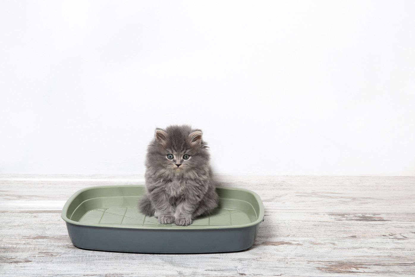 子猫のトイレトレーニング で気を付けるポイント7つ 獣医師解説 ねこのきもちweb Magazine 子猫のトイレトレーニング で気を付けるポイント7つ 獣医師解説 ねこのきもちweb Magazine