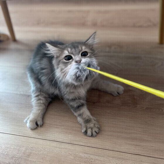 マンチカンのめねぎくん