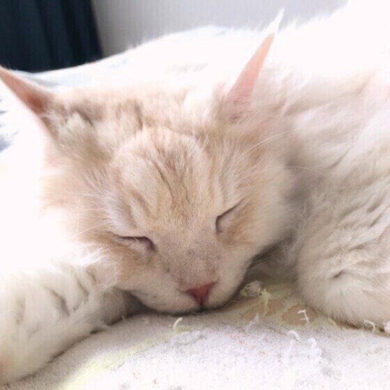 気持ちよさそうに眠る猫（メインクーン）