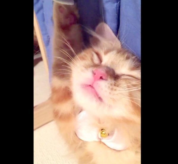 バンザイ寝するちくわちゃん