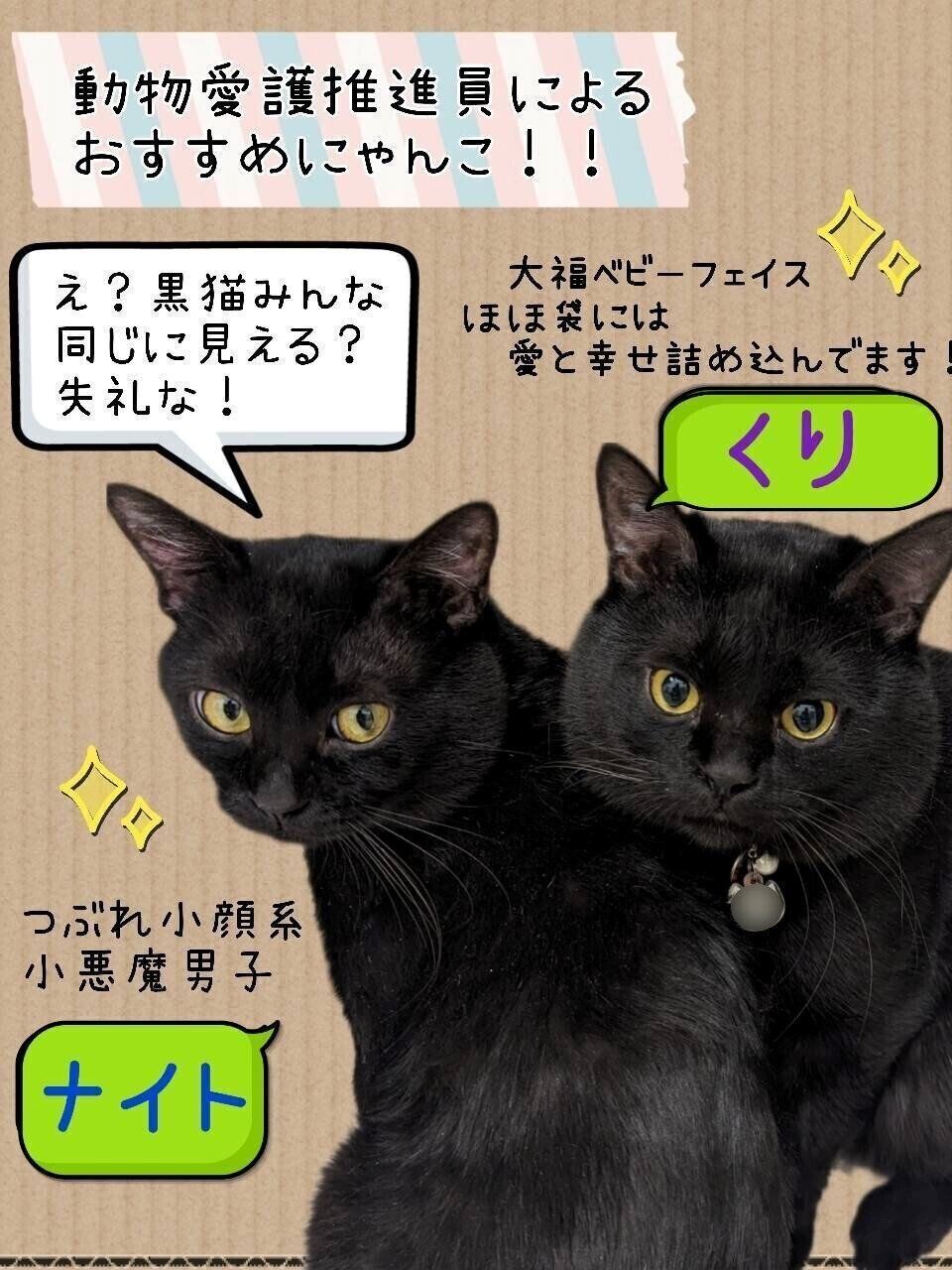 写真提供／札幌市動物愛護管理センター「あいまる さっぽろ」