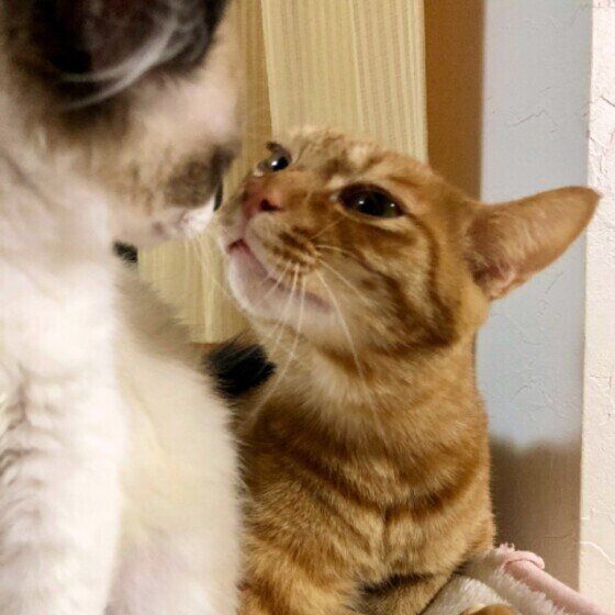 MIX茶トラのまるくんとトト子ちゃん