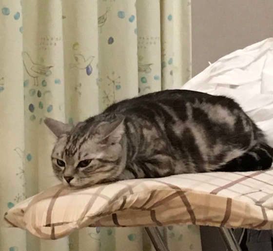 目をそらすアメリカンショートヘアの小鉄君