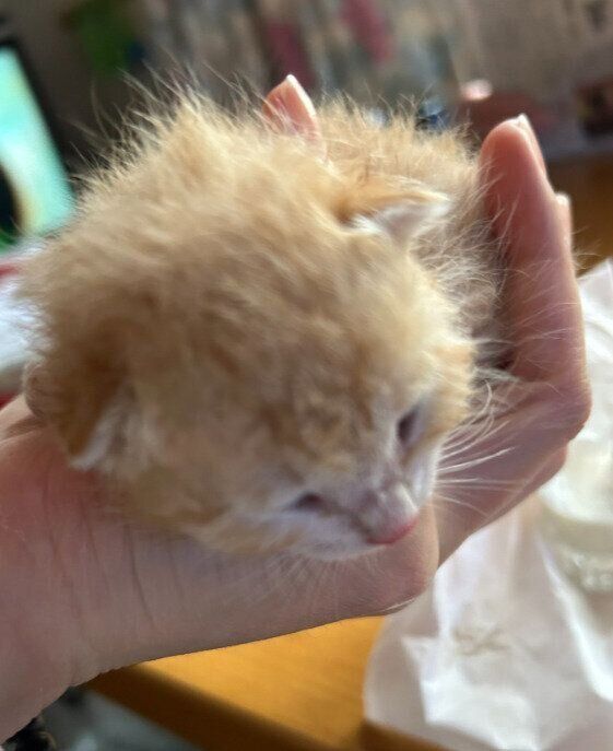 保護されたばかりの頃の猫