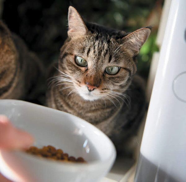 あなたと暮らす愛猫の世界には22の好きがあふれている