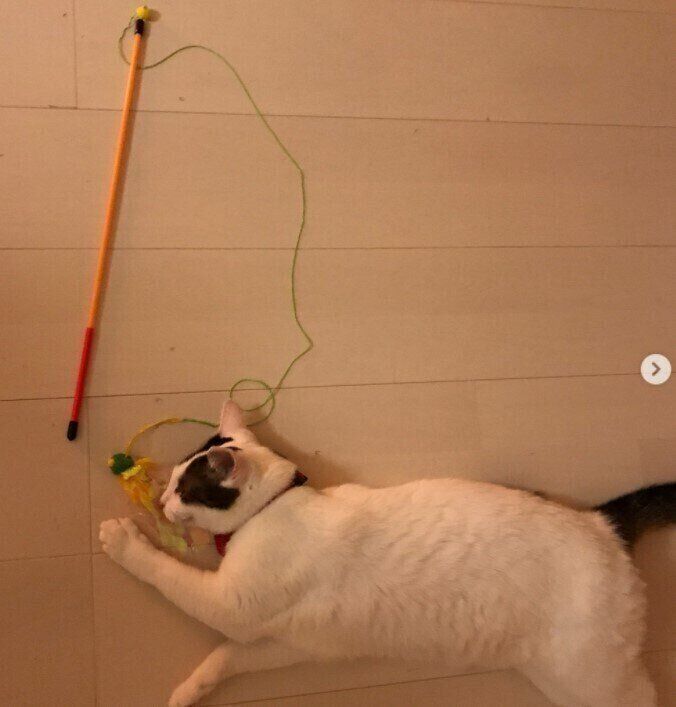 シャカシャカブンブンで遊ぶ猫