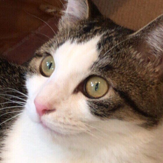 大きく目を見開いている猫の左斜め横顔アップ