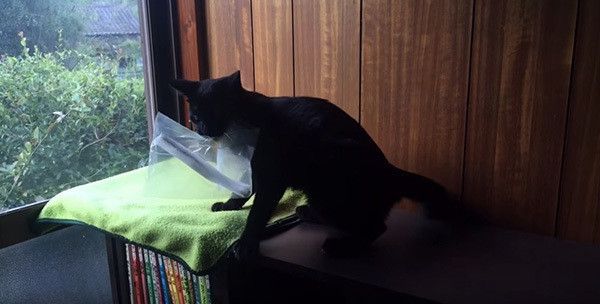 袋をくわえる黒猫