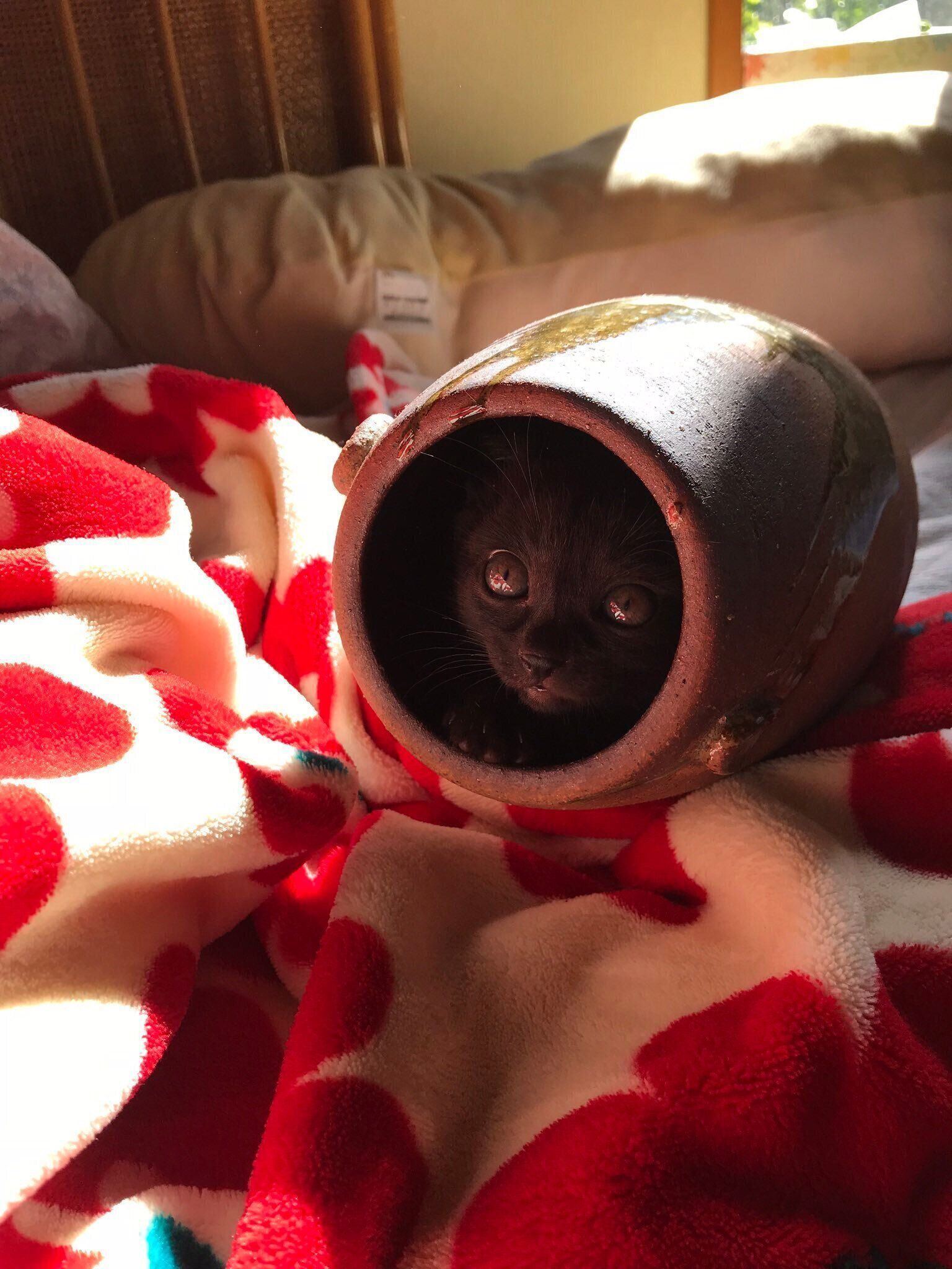 壺に入っている生後約1カ月の猫