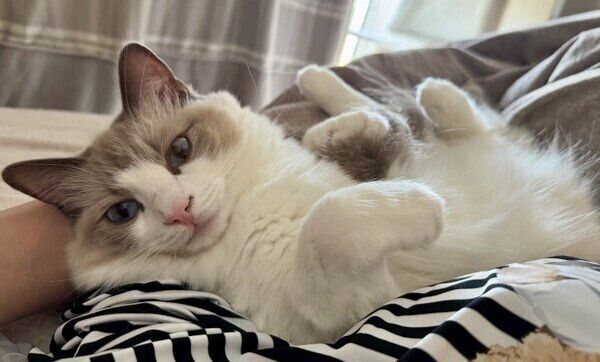 オコジョ」のような見た目だった生後3カ月半の小さな子猫→1才に