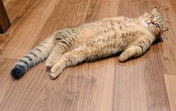 ヘソ天するたぬ吉くん