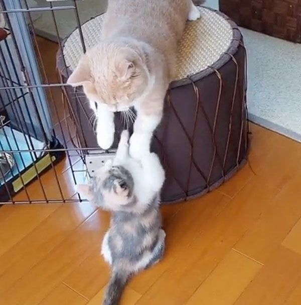 遊ぶマンチカン