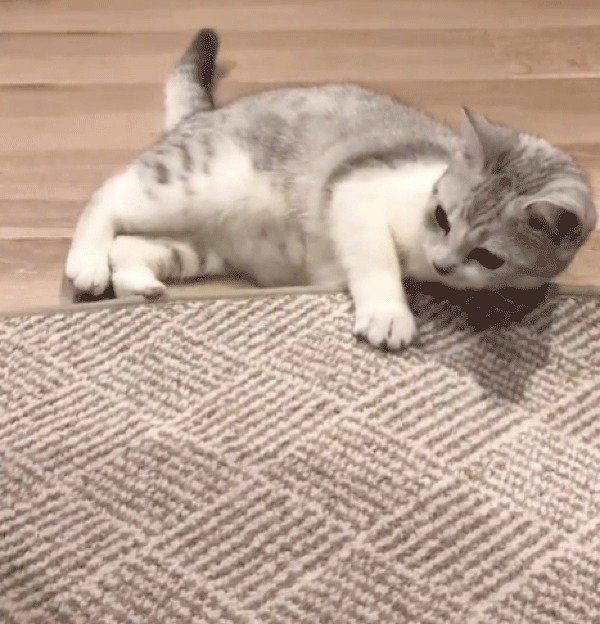 夢中になるスコティッシュフォールド