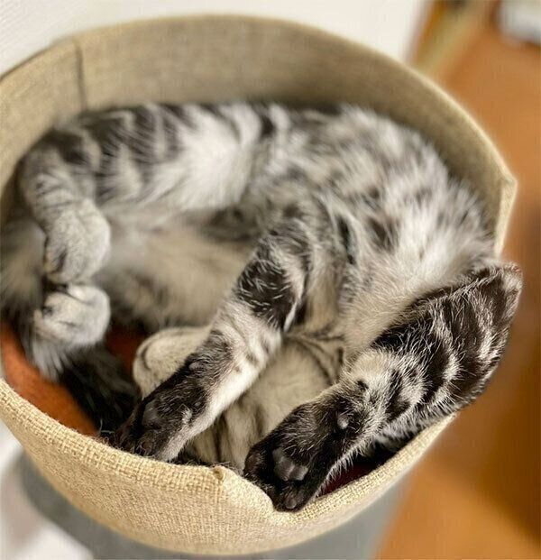 眠るテトちゃん