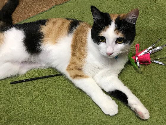 ごろんと横になる三毛猫