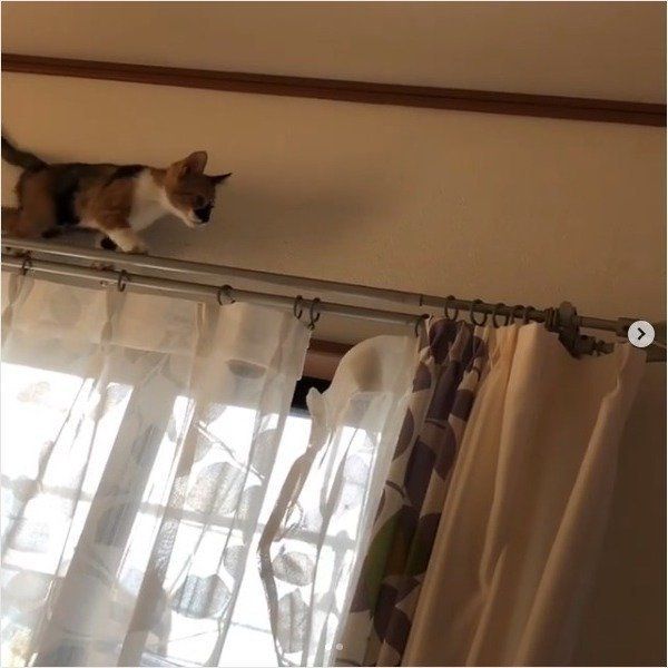 高いところが苦手な猫