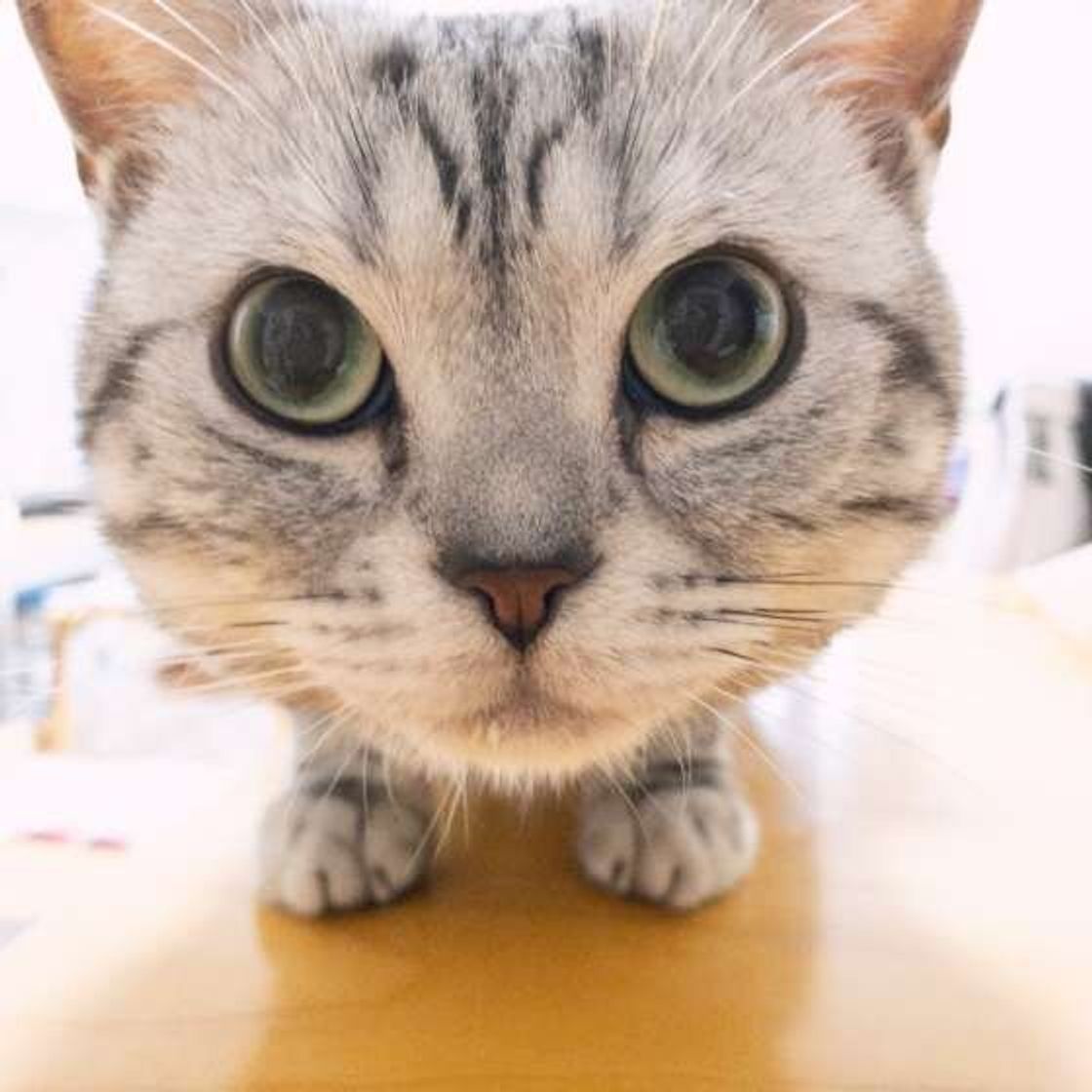 猫の目の上がハゲている なぜ 注意が必要な症状も ねこのきもちweb Magazine 猫の目の上がハゲている なぜ 注意が必要な症状も ねこのきもちweb Magazine
