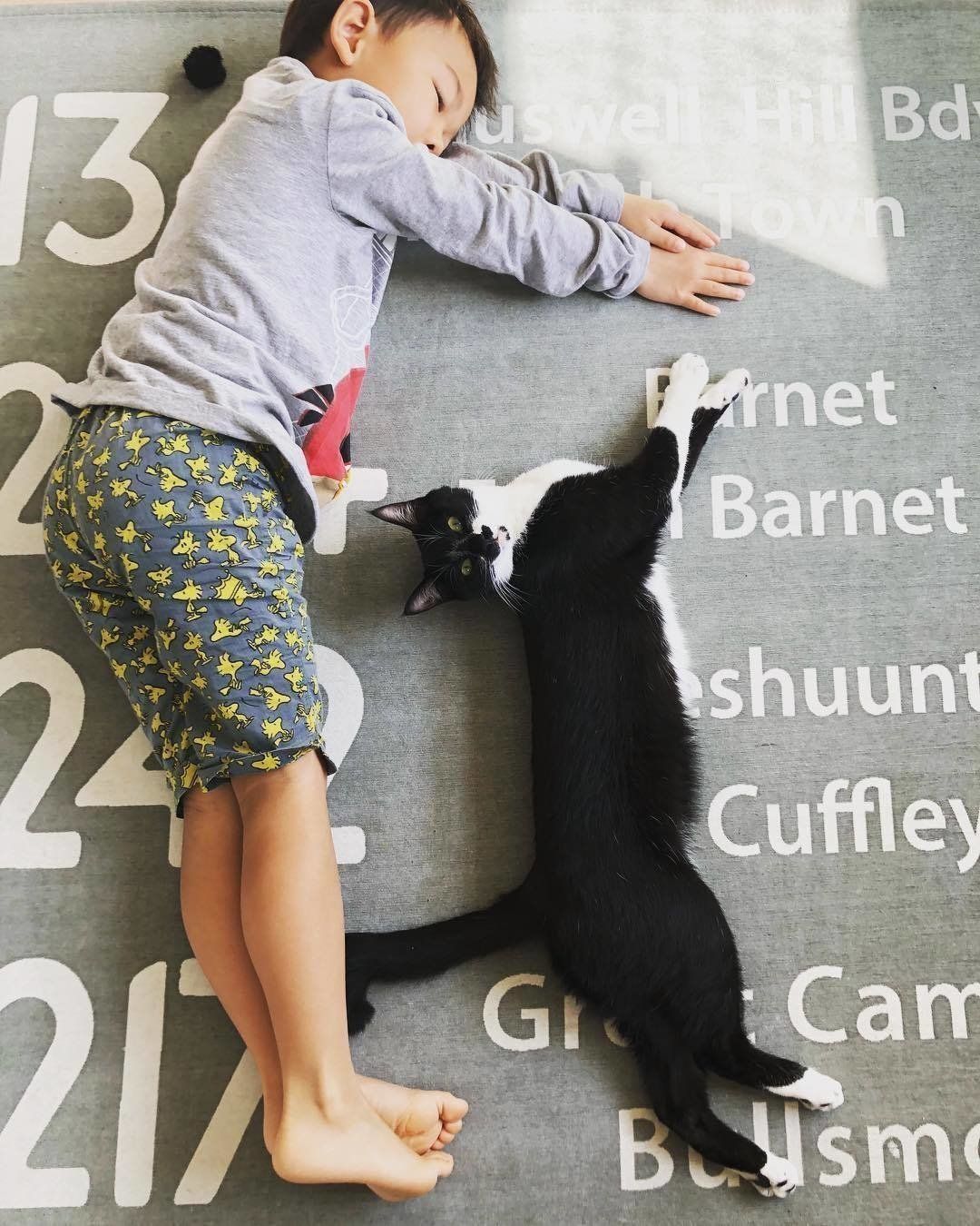 背くらべ　猫と子ども