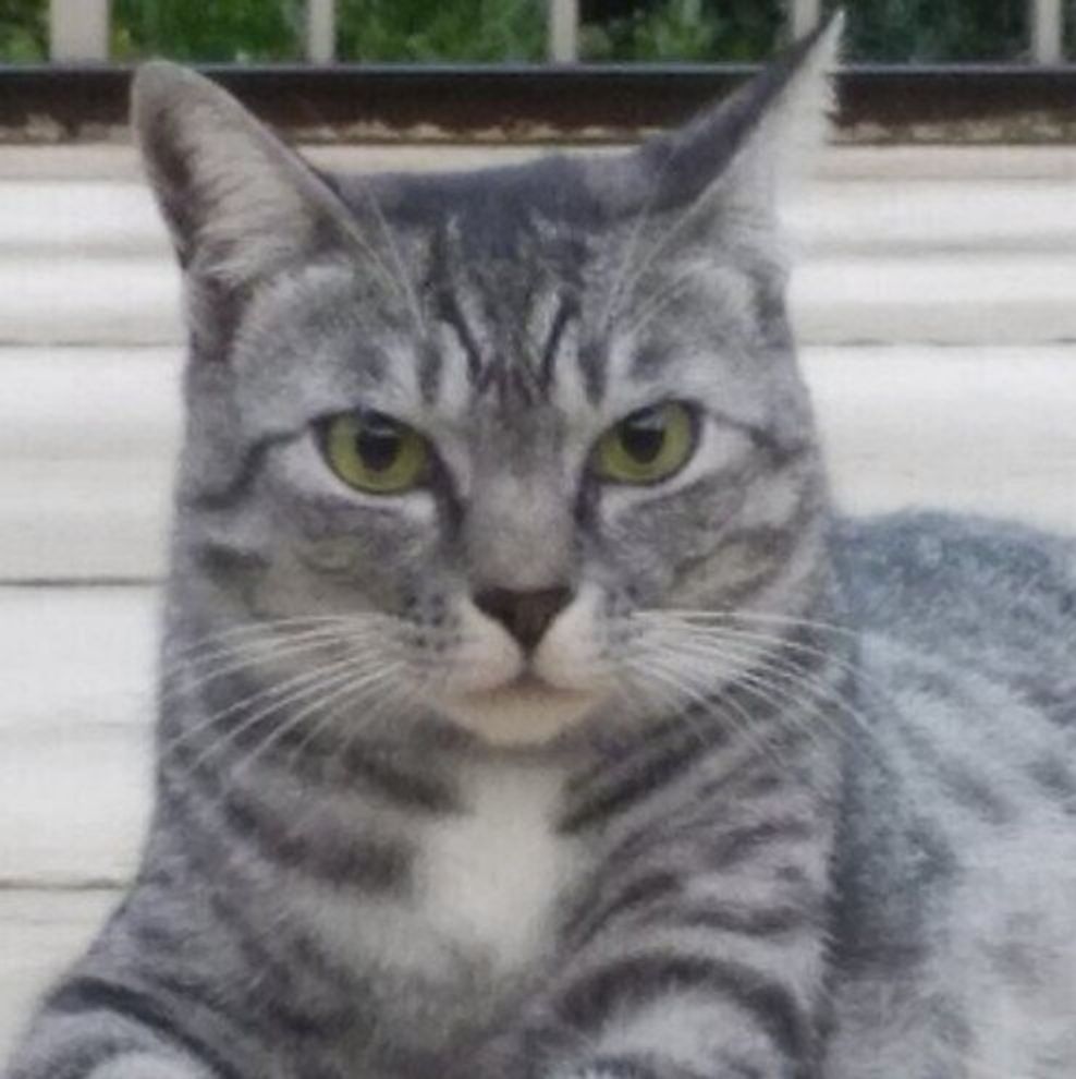 何トラか見分けられますか キジトラ サバトラ 茶トラ の違い ねこのきもちweb Magazine 何トラか見分けられますか キジトラ サバトラ 茶トラ の違い ねこのきもちweb Magazine