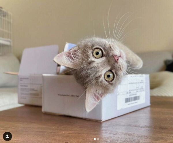 箱の中に入るししゃもくん