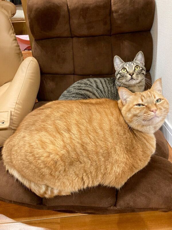 まったりするつむぎくん、すずくん