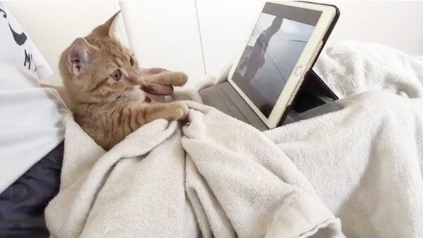 YouTubeを見るマンチカン