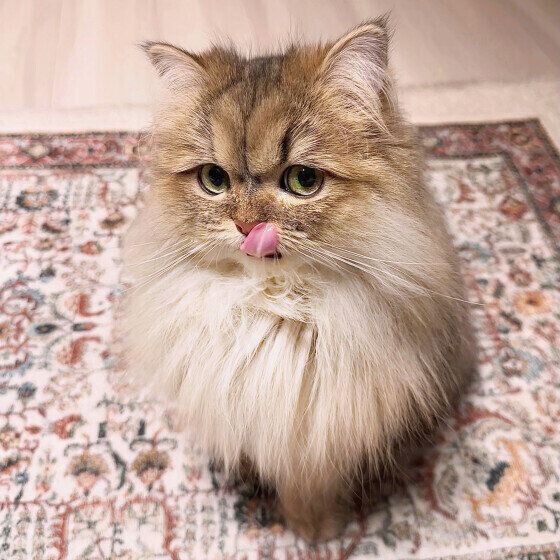 ペルシャのごめんちゃん♪