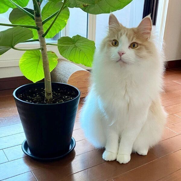 見つめるフーゴくん