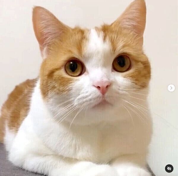 大人になったはなちゃん