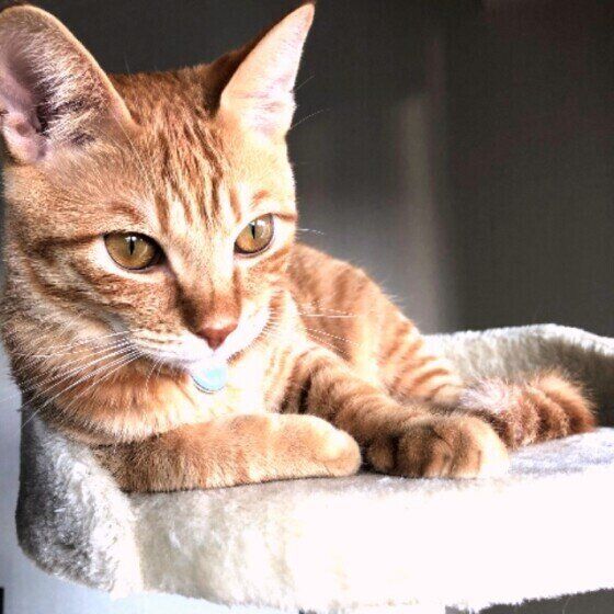 まったりする茶トラ