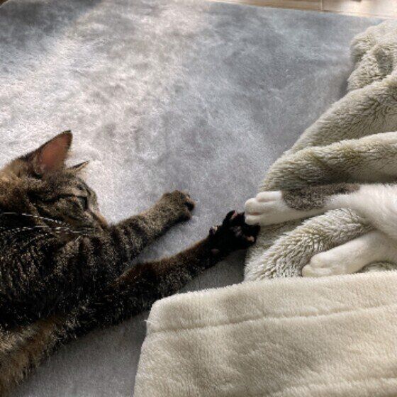 ちょいちょいする叶ちゃん（MIX）