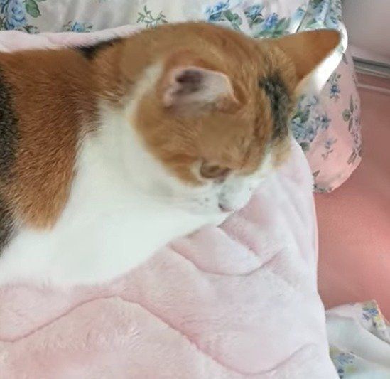 見つめるつくねちゃん