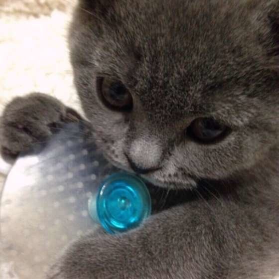 ブラシを抱えるブリティッシュショートヘア