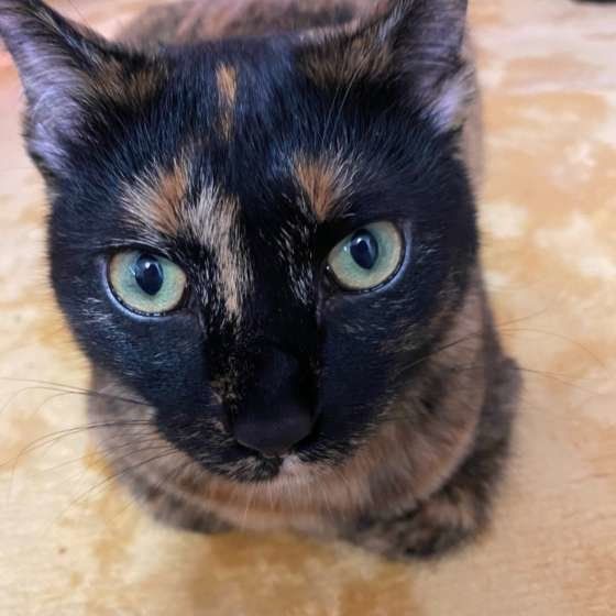 MIX・こじろうちゃん