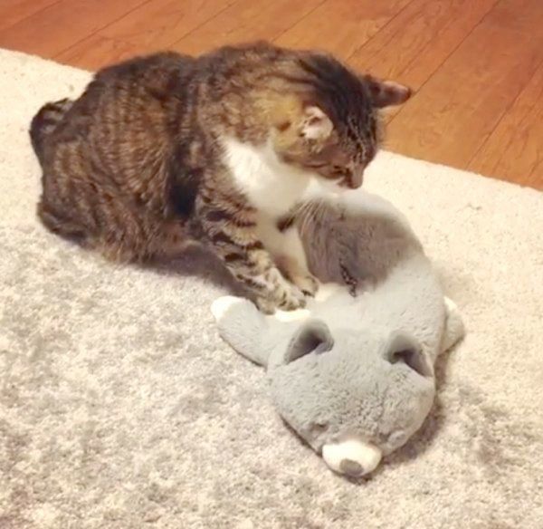 ぬいぐるみにふみふみする猫