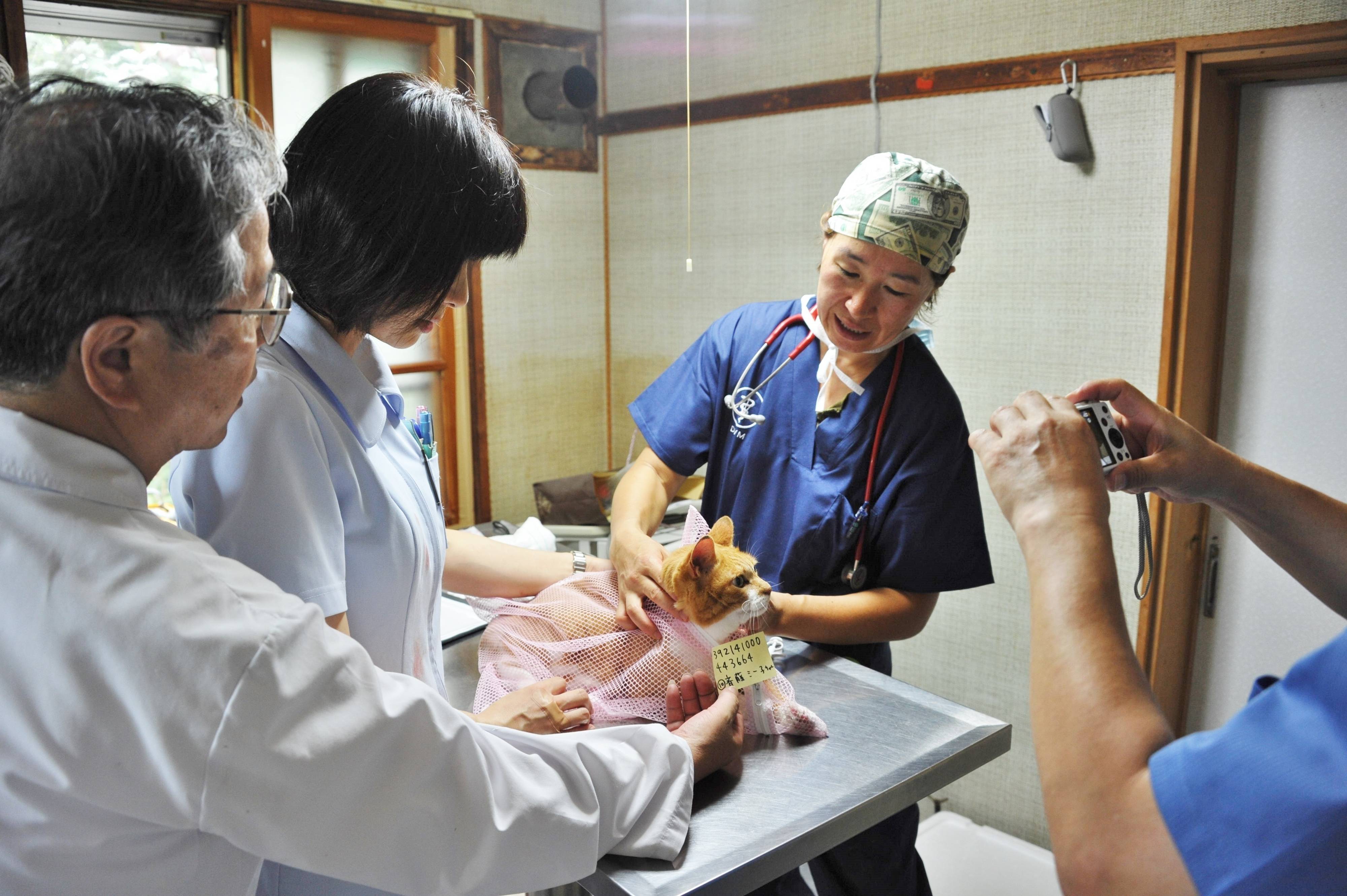 臨時の動物病院にて。挿入されたマイクロチップを登録している様子。このときは24匹の猫に処置されました。（画像／北海道海鳥センター）